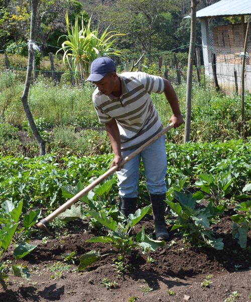 Local farmer from Hondo Valle cultivating produce at our Base Camp